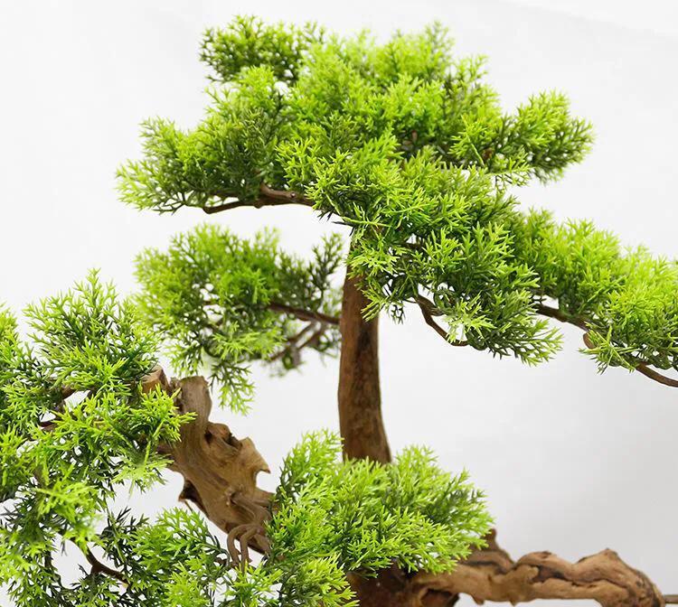 侧柏树的种类有哪些(柏树的种类及名称大全)