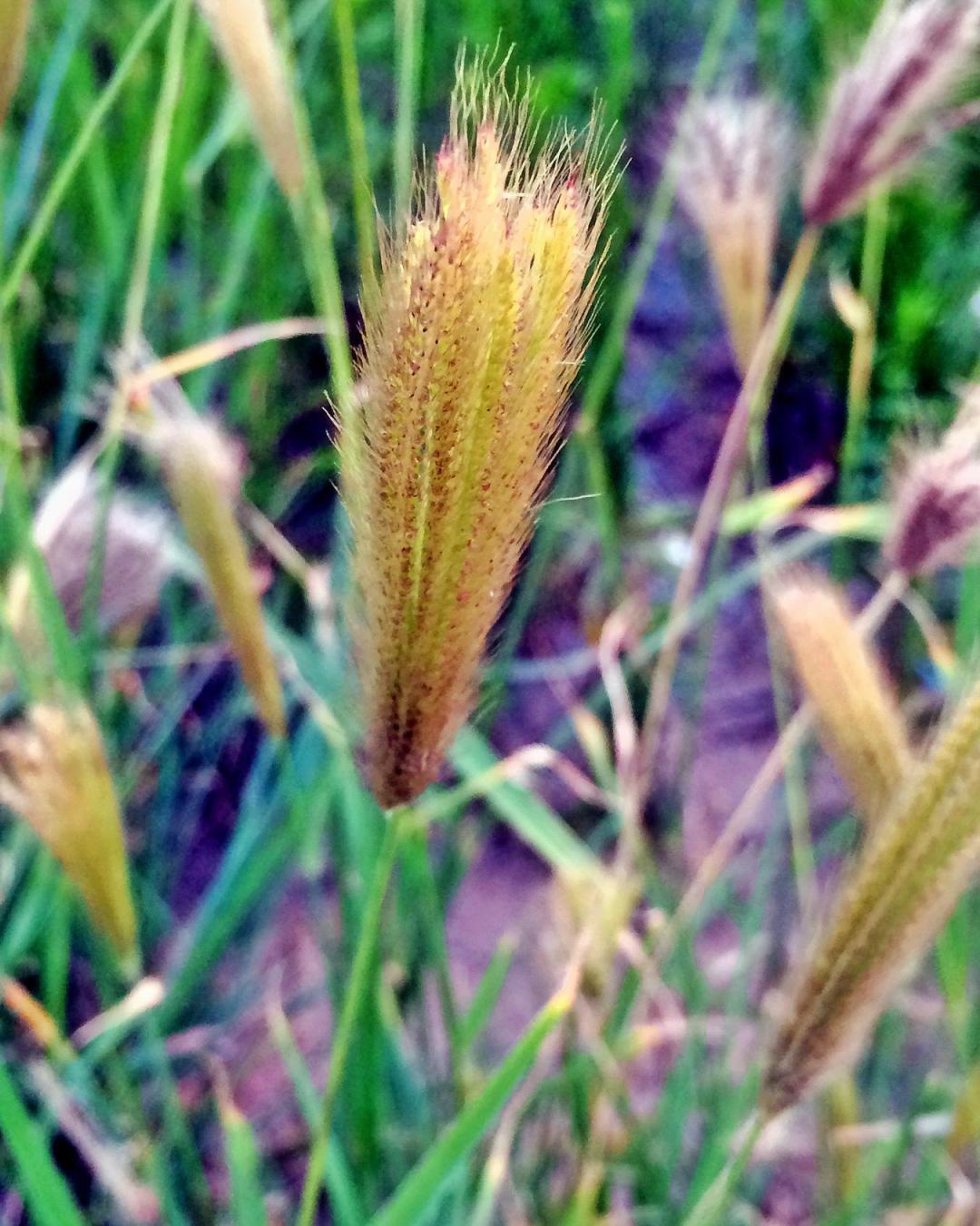 一年生草本植物名称大全