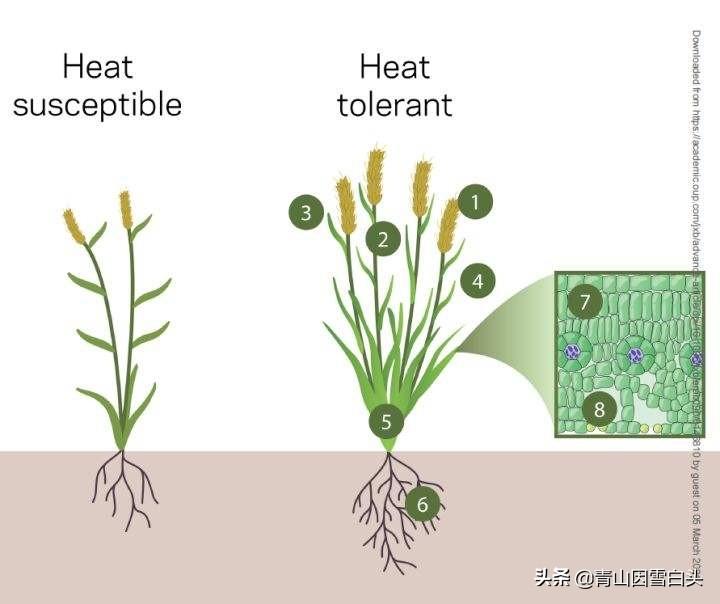 植物的生长需要什么条件(种植物生长所需要的条件)