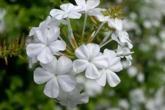 白雪花的养殖方法(详解白雪花开花时间)