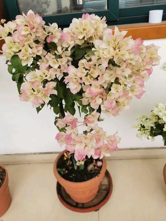 十二月开的花是什么花(关于十二月开的花寓意)