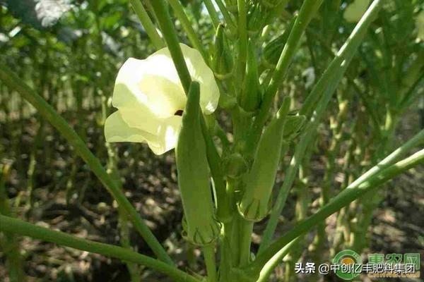 秋葵种植时间和方法过程(详解秋葵的生长环境及栽培)