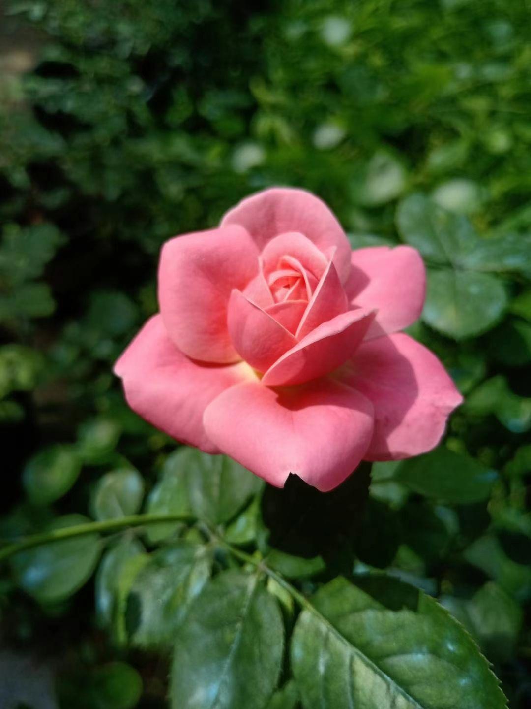 一年四季都盛开的花是什么花(室内四季开花好养的花)