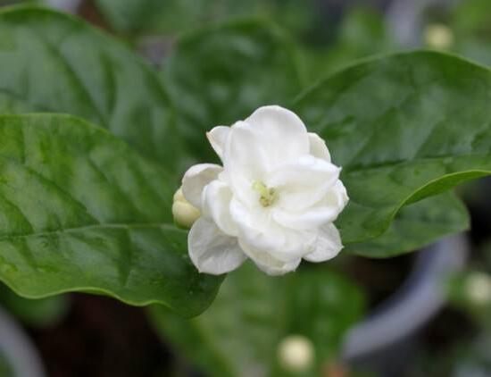 栀子花开花期多久(讲解栀子花的正确养法)