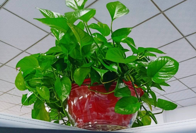 有效吸甲醛的绿植排名(快速除甲醛的方法)