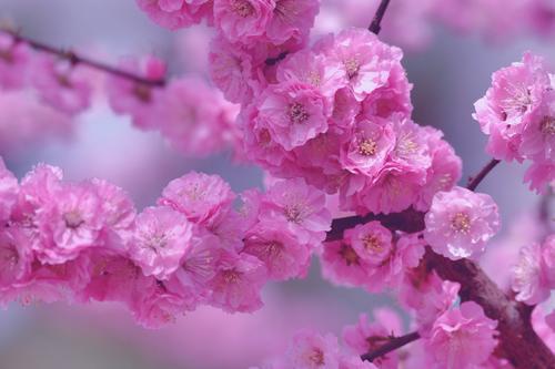 春天有什么花会开放(分享春天里盛开常见的花)