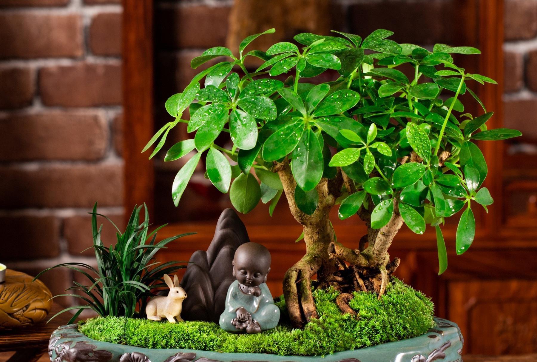 喜阳的室内植物花卉有哪些种类(放阳台耐热耐晒植物又好养)