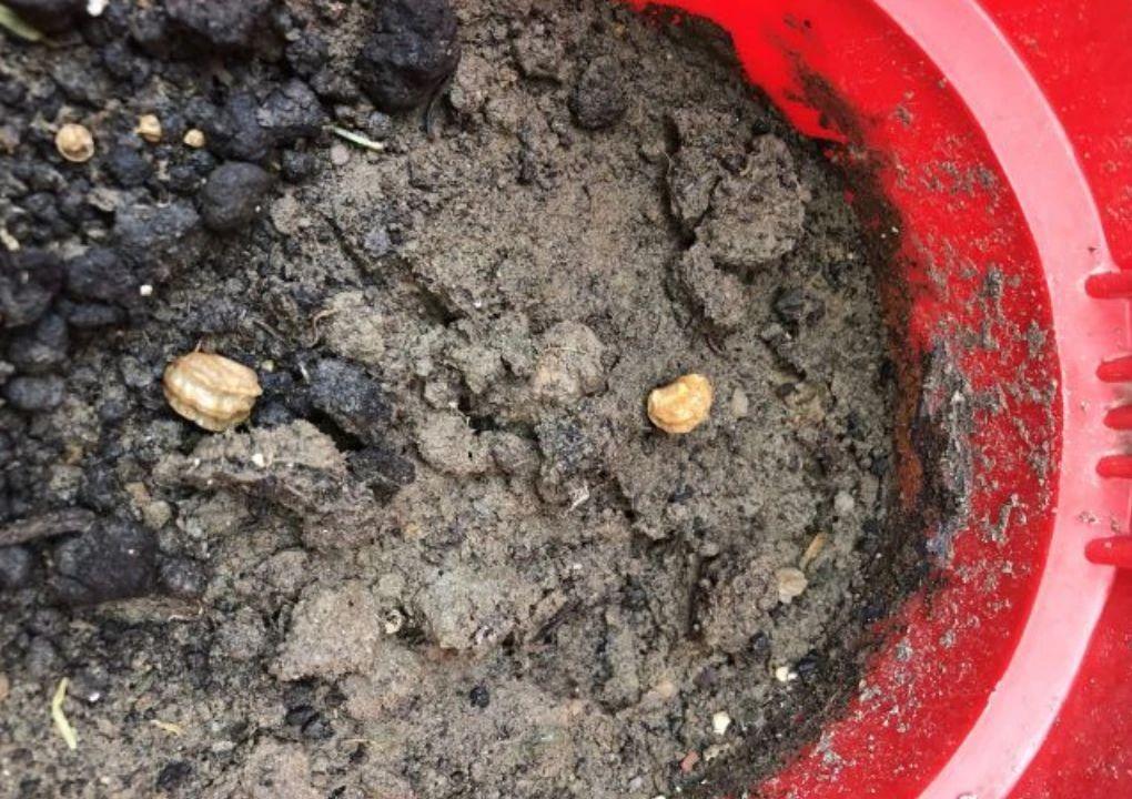 旱金莲种植方法和时间(旱金莲的养护技巧)