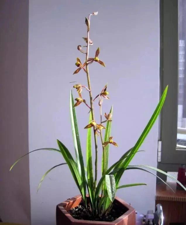 夏兰有哪些品种(详解兰花的养殖方法)