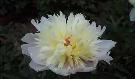 芍药品种介绍及图片(最受欢迎的芍药品种)