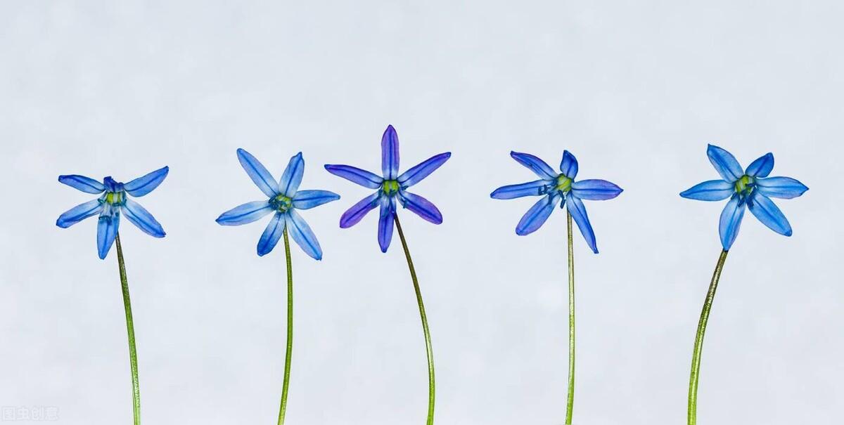 蓝星花的花语和寓意(关于蓝星花的养殖方法)