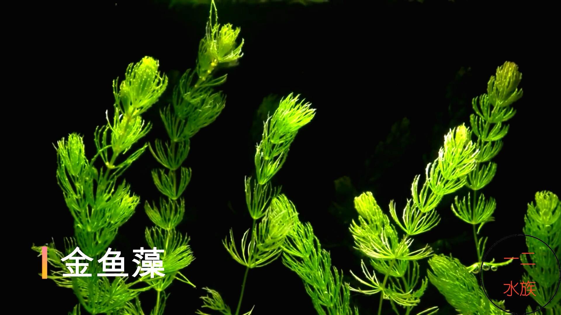 水草怎么养(常见水生植物品种)