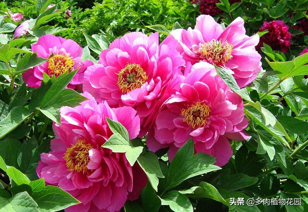 中国十大名花的象征意义（室内花卉品种植物大全）