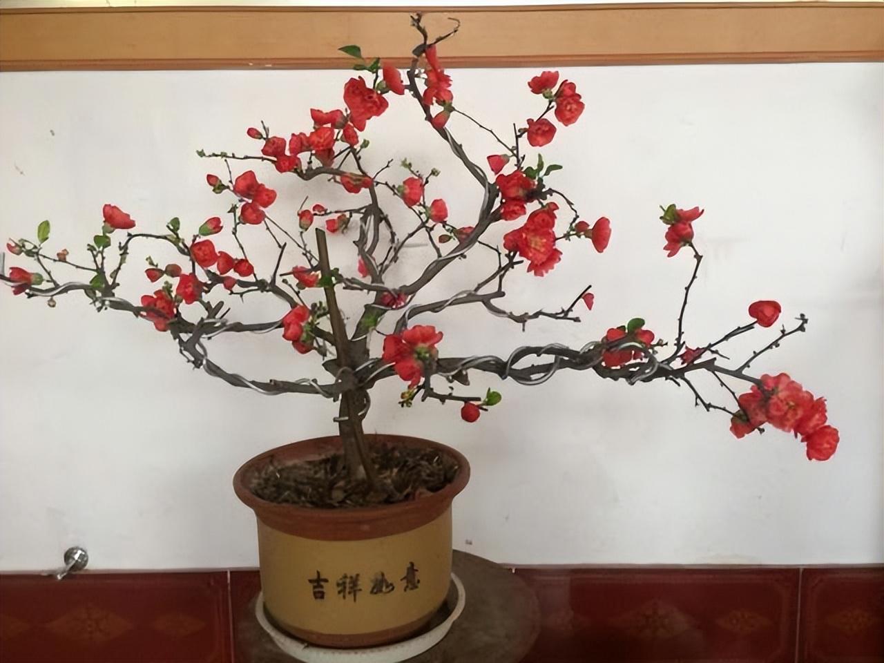 黄杨栽在庭院吉利吗