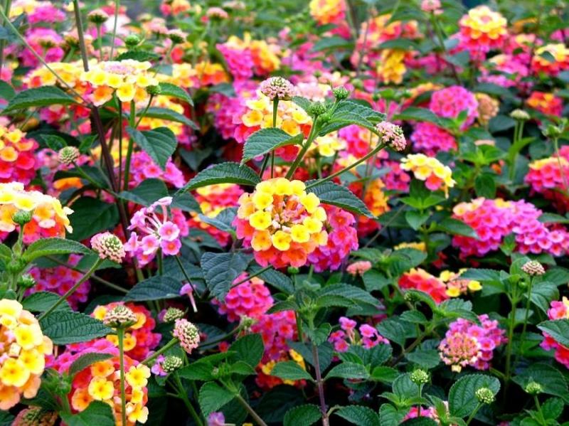 紫花马缨丹花期(介绍马缨丹的特点)