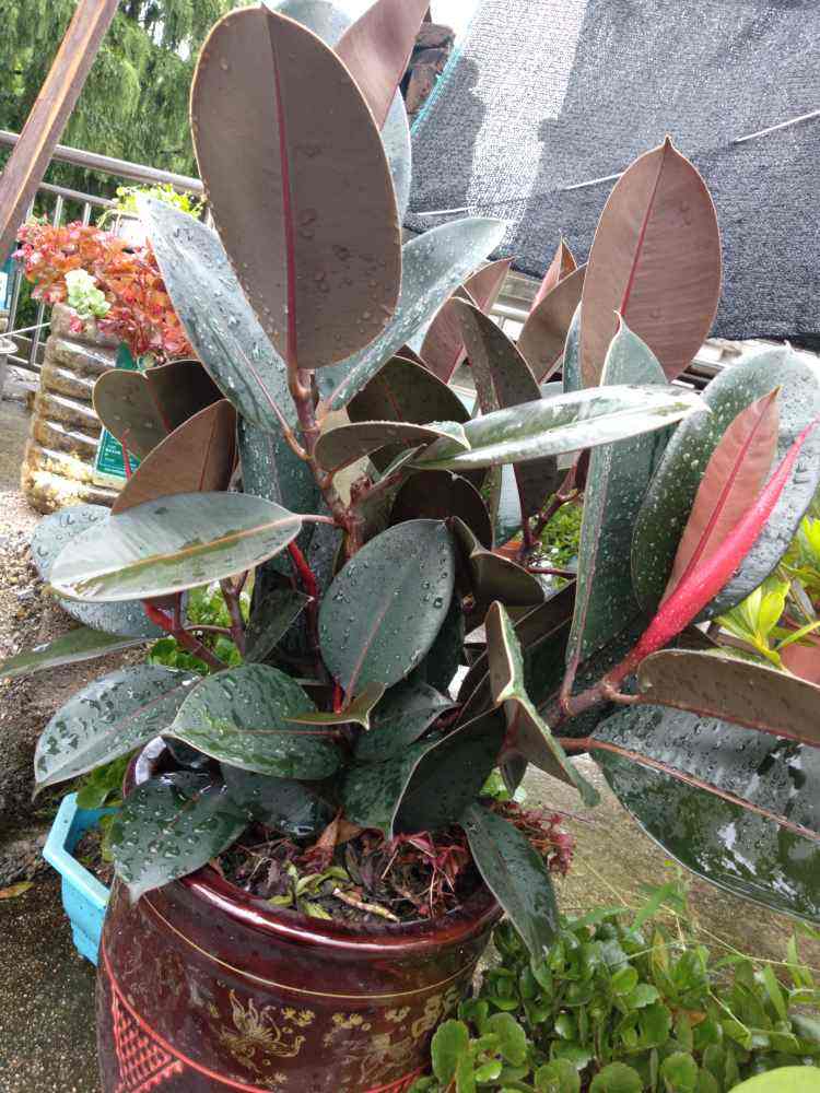 适合室内养的花和植物(净化空气吸甲醛植物排名)