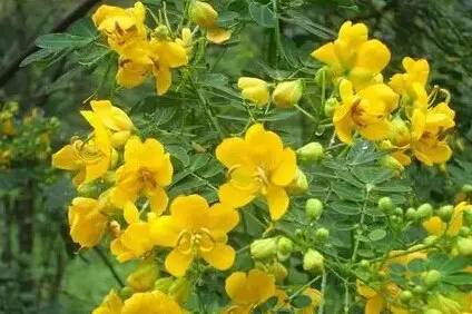 常见的植物有哪些(绿化路边花草品种)
