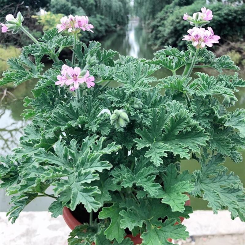 驱蚊草有几种(推荐可以驱蚊子的植物)
