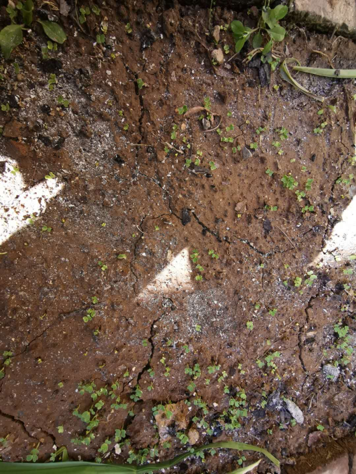 植物生长需要什么（植物生长的必备条件）