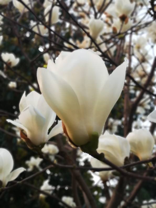 春天有哪些花开放(了解春天最具代表性的花)