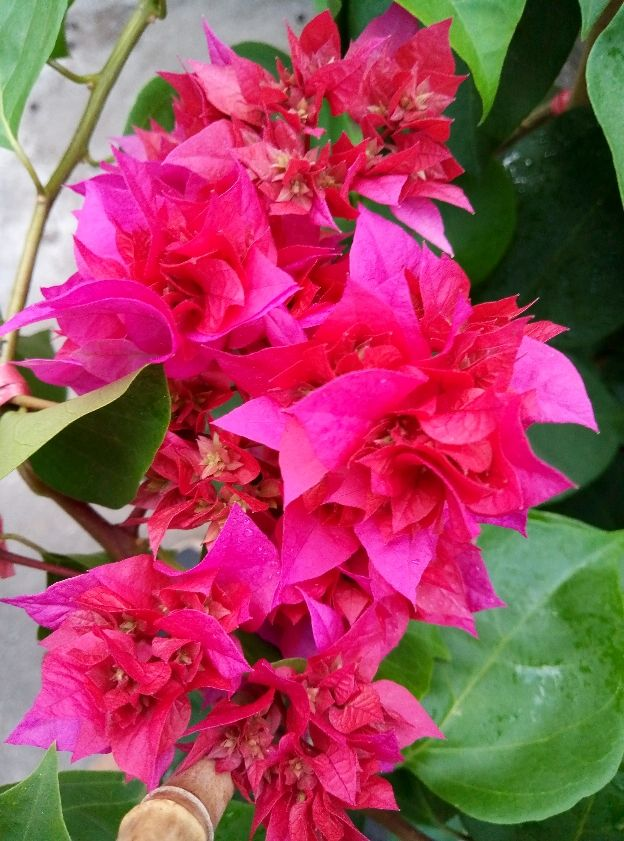 夏天开的花有哪些(关于夏季花卉都有的品种)