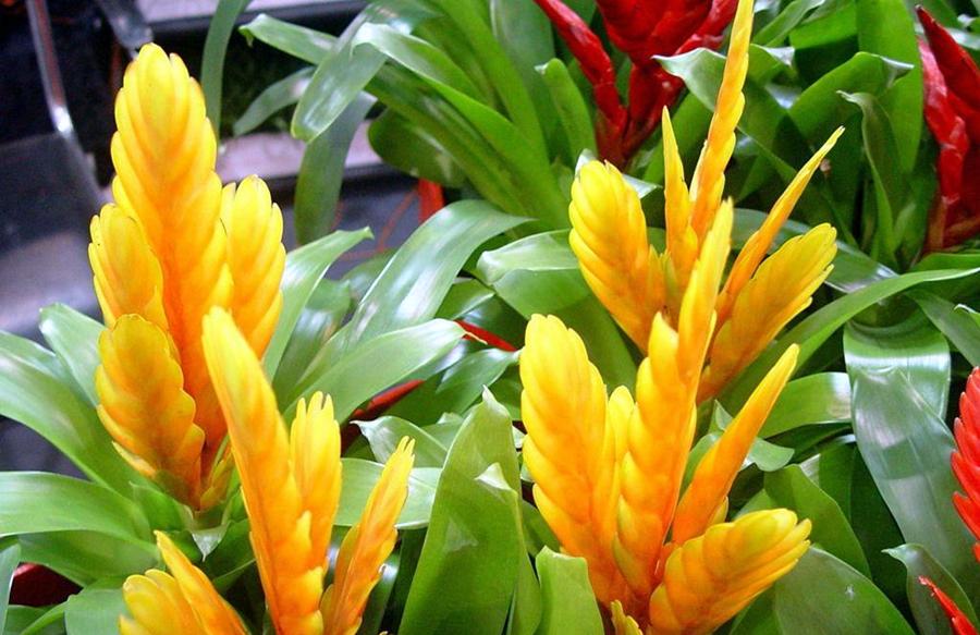 凤梨树长什么样子(植物凤梨图片大全)