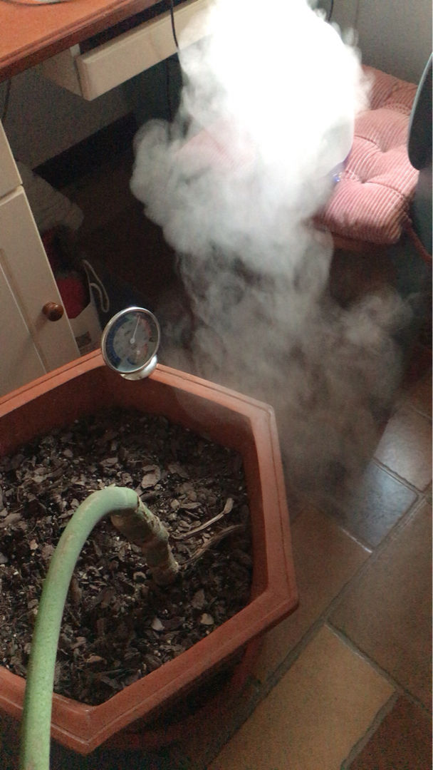 净化空气有哪些植和花(解决空气污染的方法)