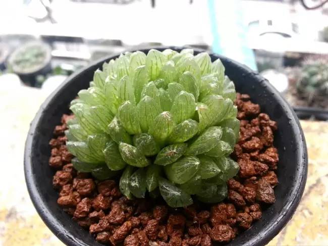 姬玉露能长多大