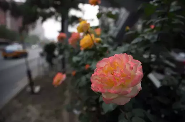 北京市花是什么花(北京的代表花介绍)
