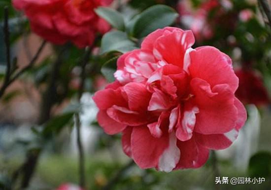 山茶花名贵品种有哪些