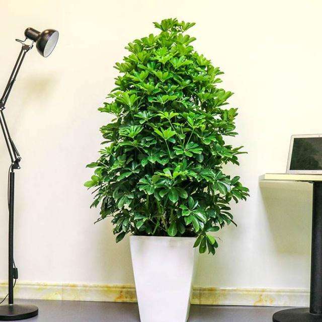 花叶鸭脚木怎么养(适合客厅摆放的大型绿植)