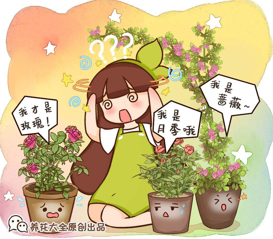 月季花是什么颜色的花瓣（关于月季花的简介和特点）
