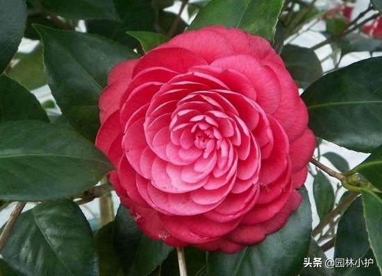 山茶花名贵品种有哪些
