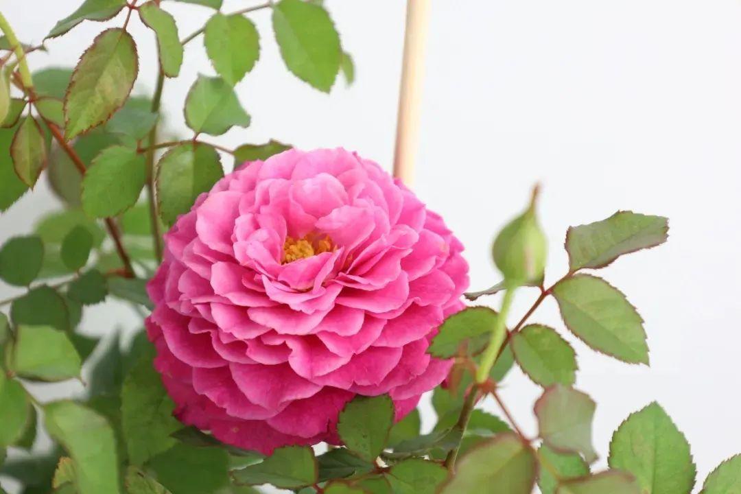 奶油龙沙月季优缺点(大型灌木月季的品种)