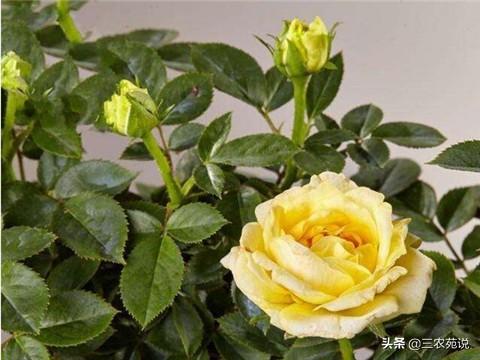 玫瑰花是哪个季节开的
