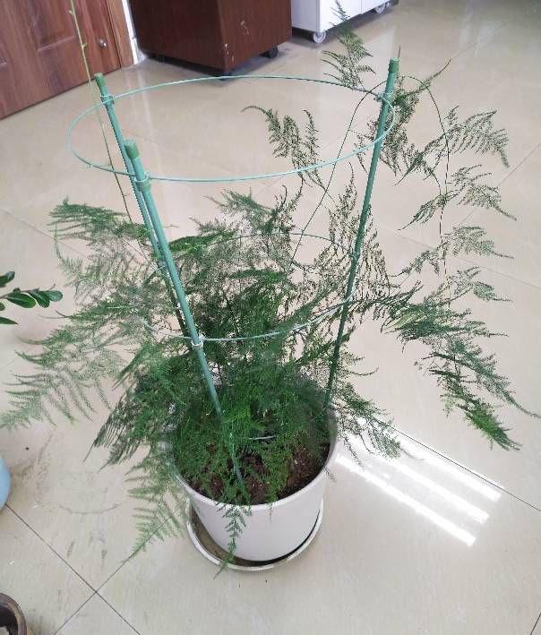 怎样养殖文竹不发黄
