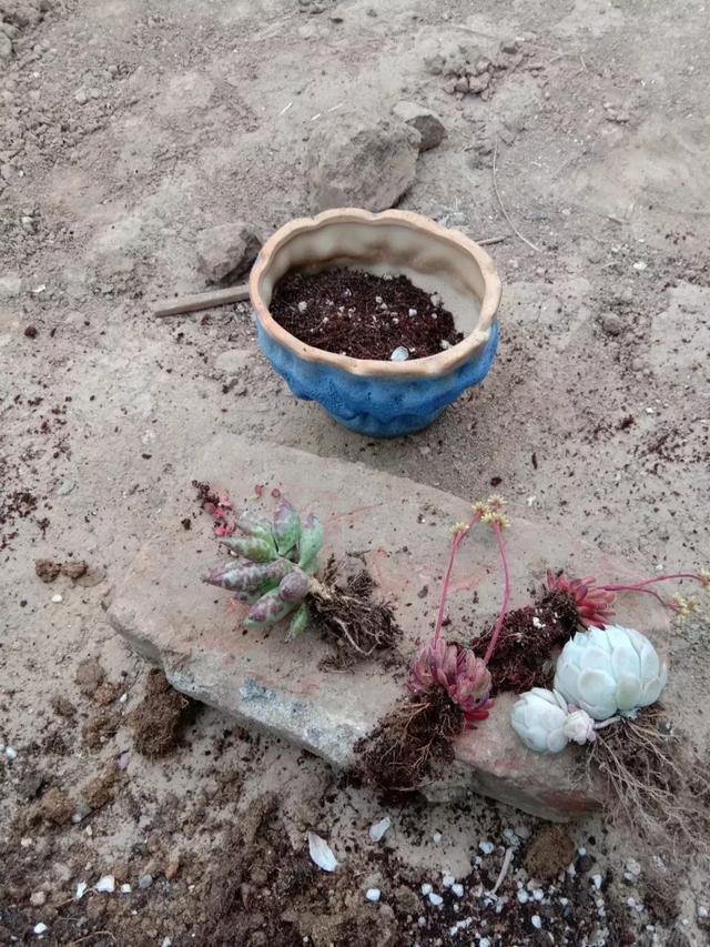多肉度夏后如何恢复(夏天多肉的养殖方法和浇水)