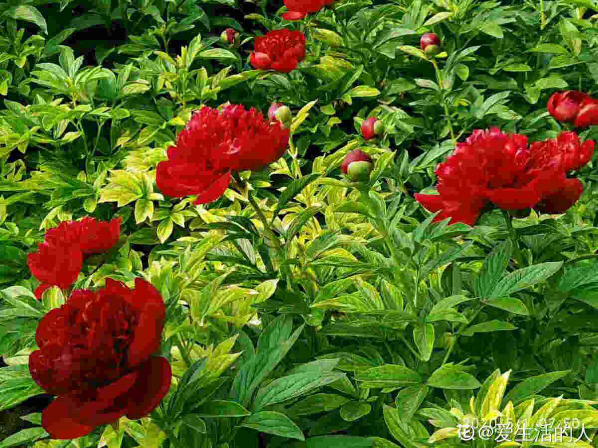 花中之王指的是什么花(花王牡丹的介绍)