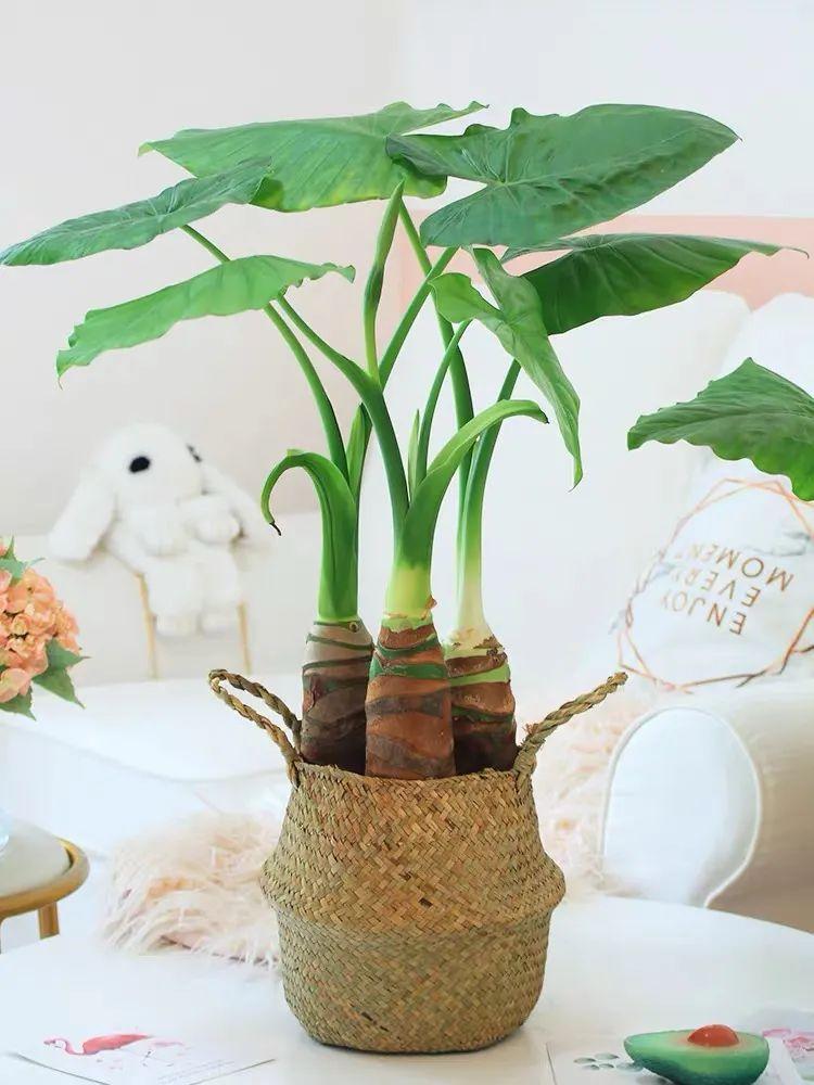 滴水观音有毒吗碰了怎么办(滴水观音植物特点介绍)