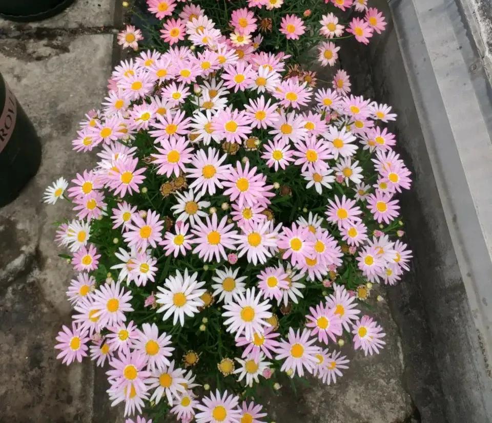 农历8月开什么花(6到8月适合种植的花卉)