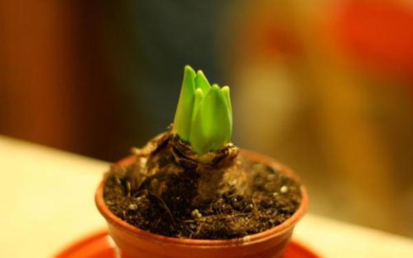 风信子种球烂了怎么办