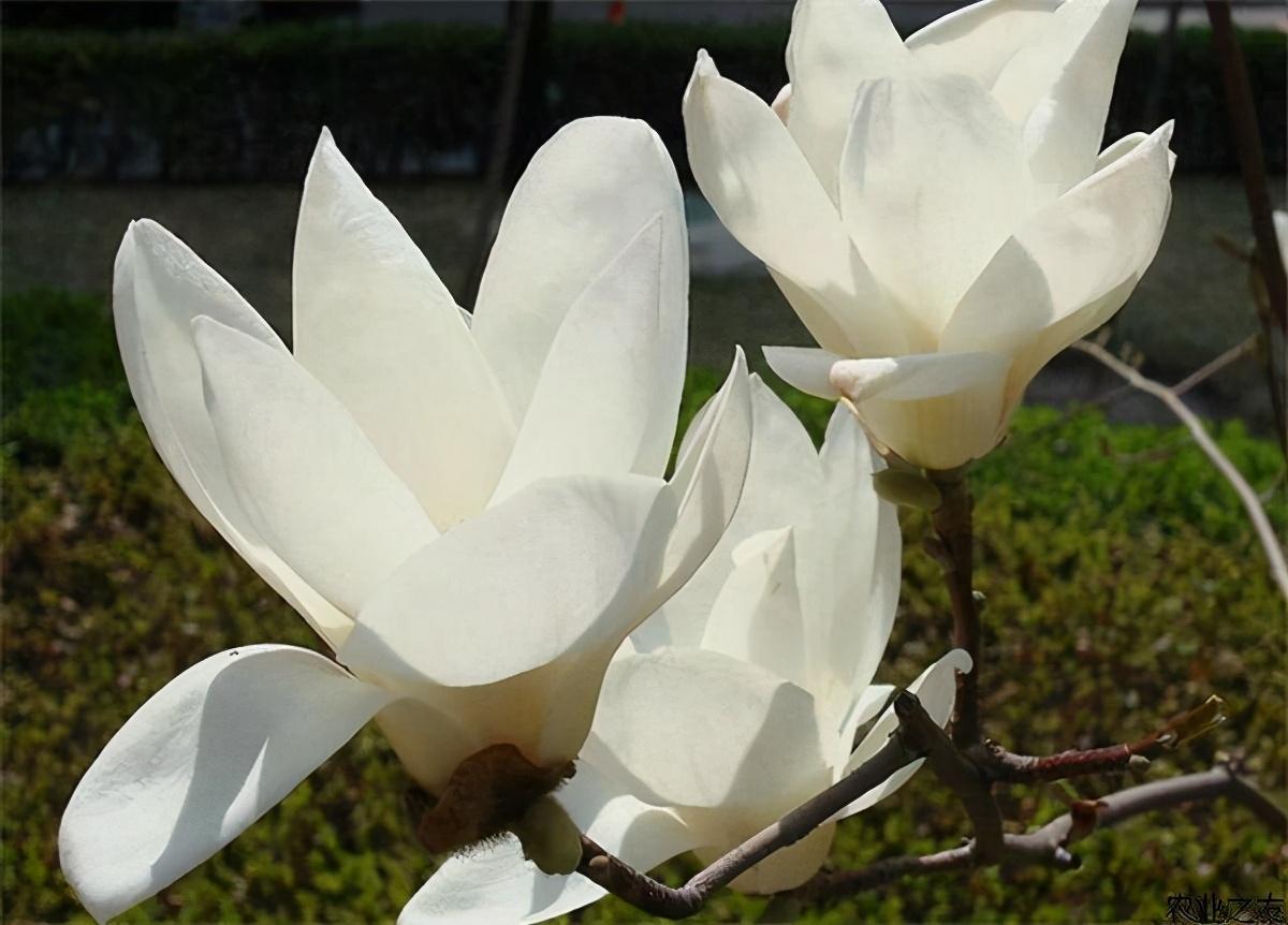木兰花的花语与寓意是什么(详解木兰科植物特点)