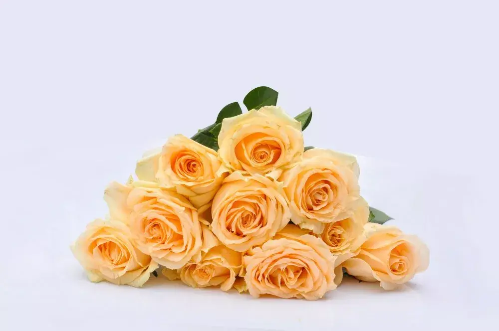 红玫瑰的花语和寓意代表什么意思(玫瑰花语大全)