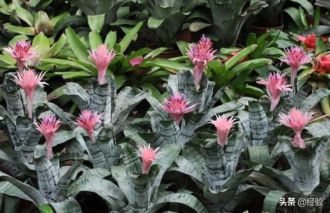 凤梨花叶子发黄怎么办(讲解植物枯黄掉叶的原因)