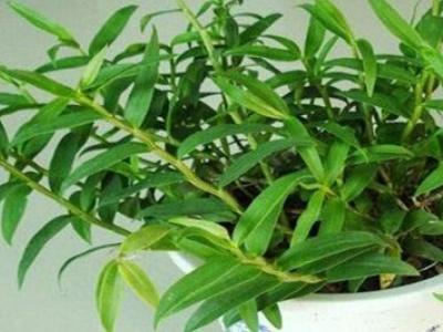 铁皮石斛种植注意事项有哪些(了解铁皮石斛的栽培方法)