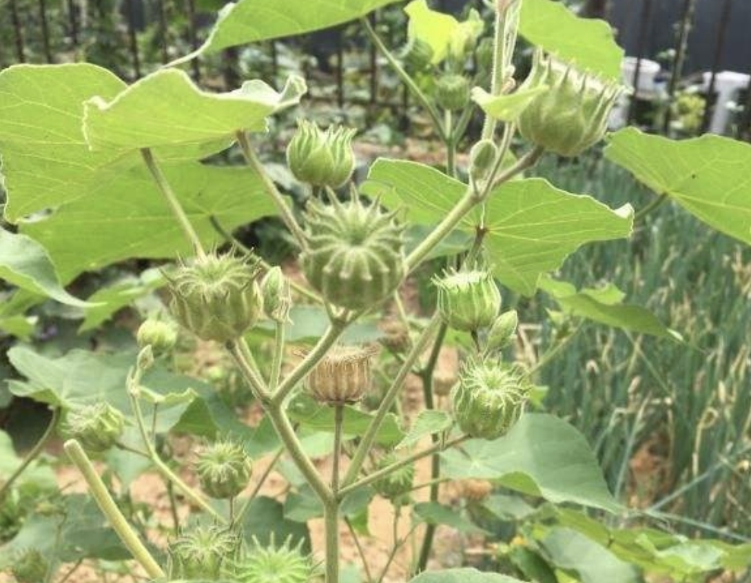 常见野草的种类(农村常见的植物名称)