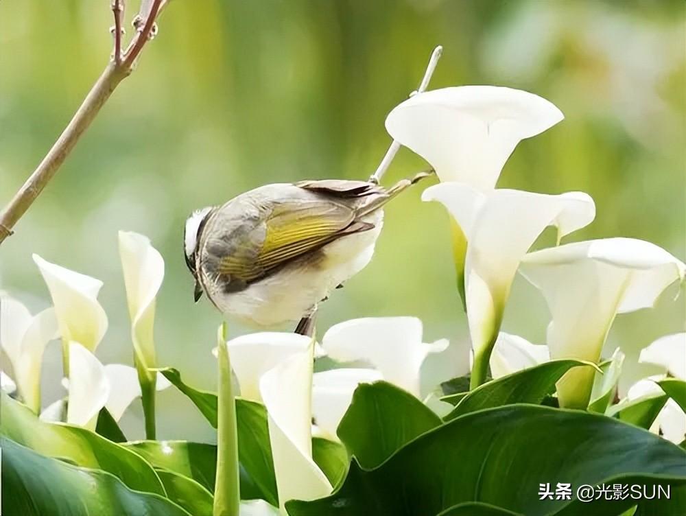 海芋花的花语(详解海芋花的寓意)