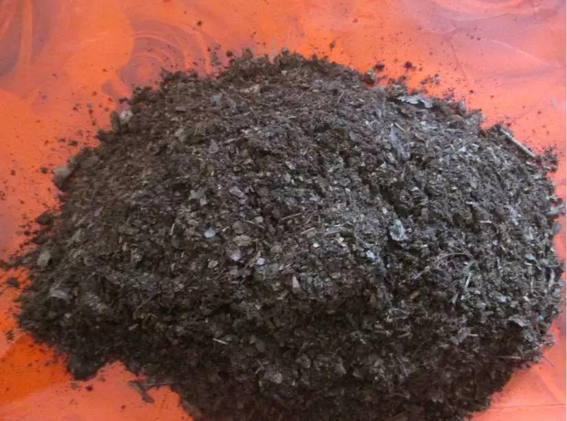 草莓的花是什么颜色的(草莓品种大全名称)