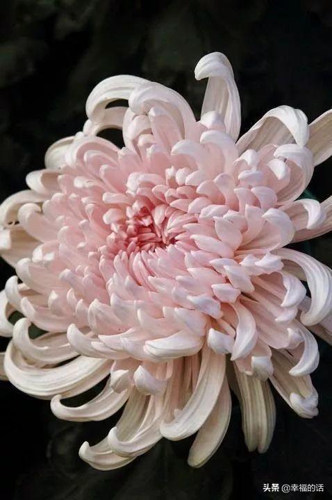 花中四君子是指什么花(梅兰竹菊四君子代表的意义)