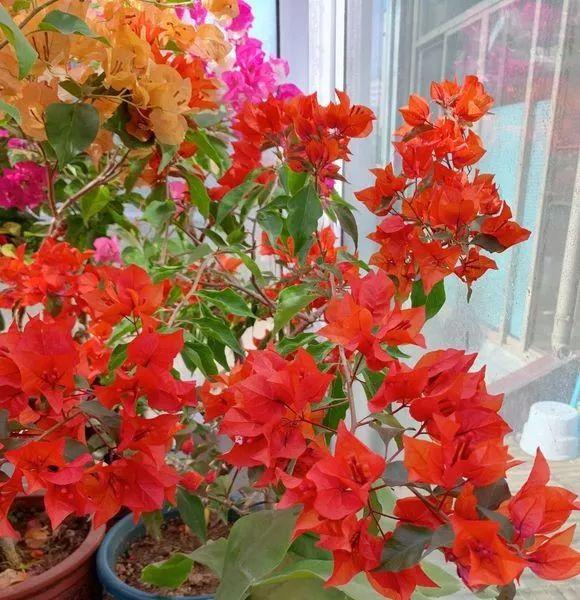 十二月开的花是什么花(关于十二月开的花寓意)